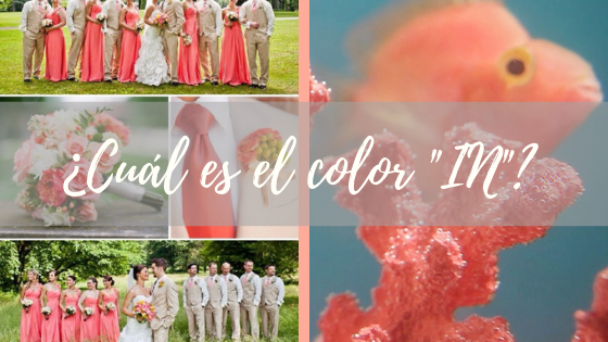 ¿Cuál es el color «IN»?